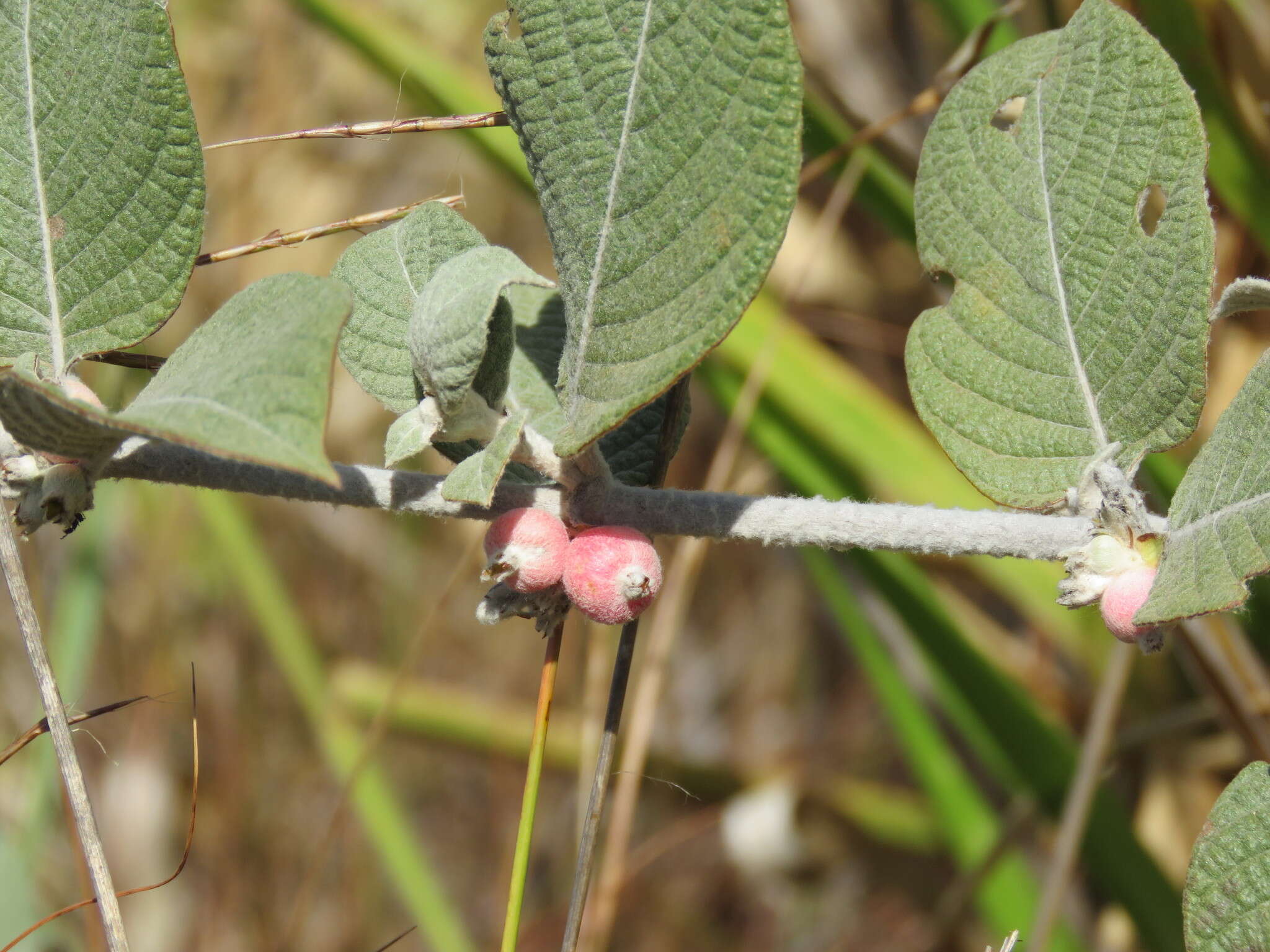 Image de Sabicea brasiliensis Wernham