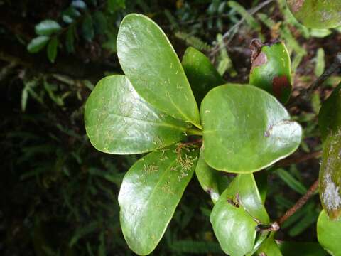 Imagem de Amyema scandens (Tieghem) Danser