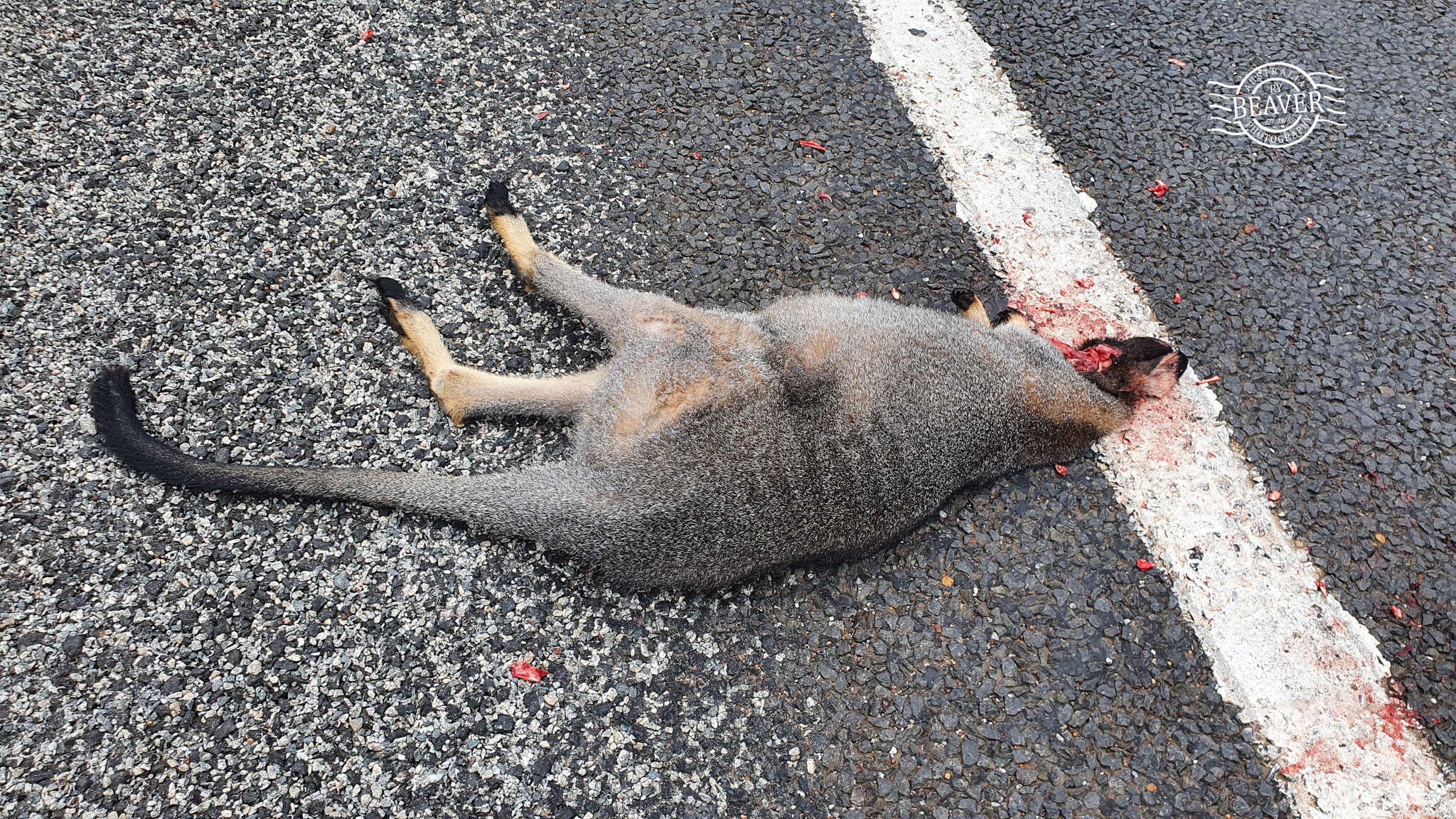 Image of western brush wallaby