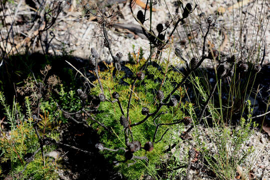 Image of Petrophile pulchella (Schrader & Wendl.) R. Br.