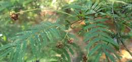 Image of Acacia oshanesii F. Muell. & Maiden