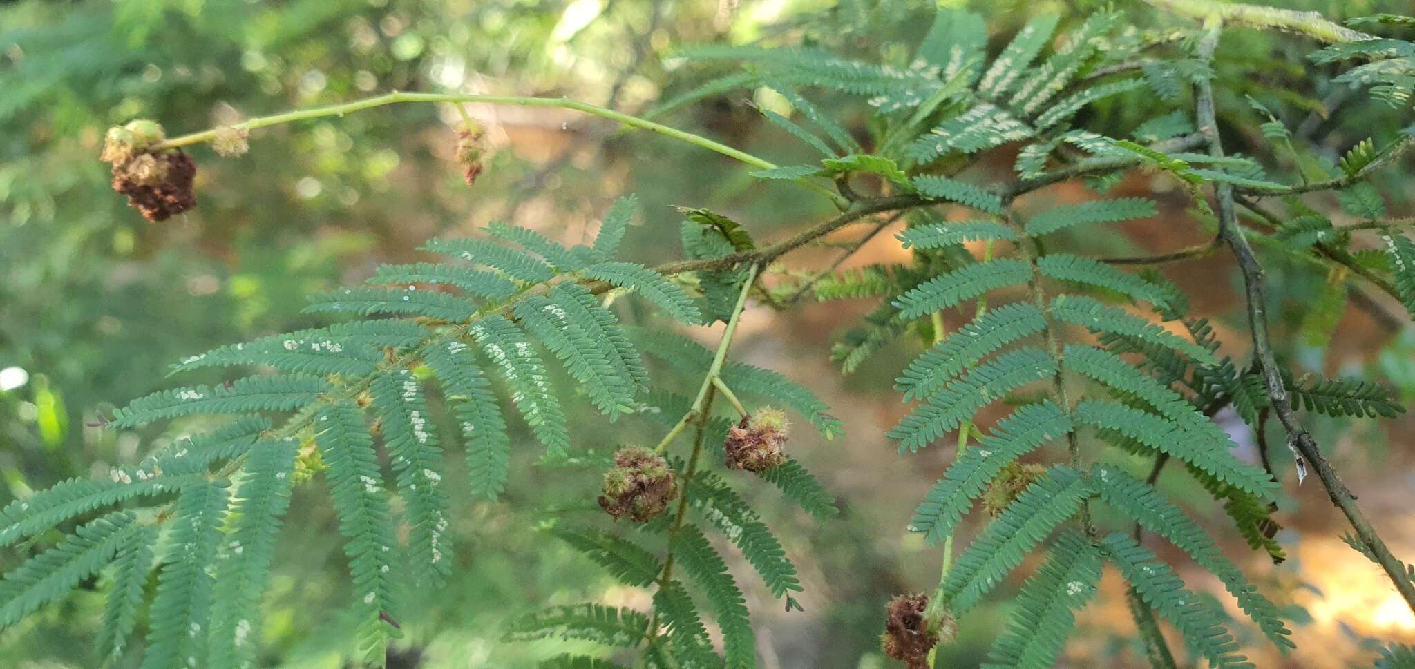 Sivun Acacia oshanesii F. Muell. & Maiden kuva