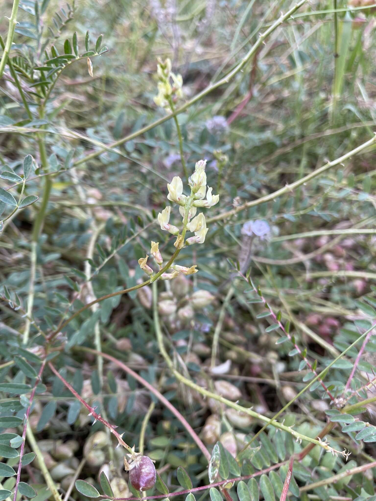 Imagem de Astragalus oocarpus A. Gray