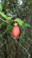 Image of Halleria ligustrifolia Baker