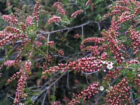 Image of Thryptomene calycina (Lindley) Stapf