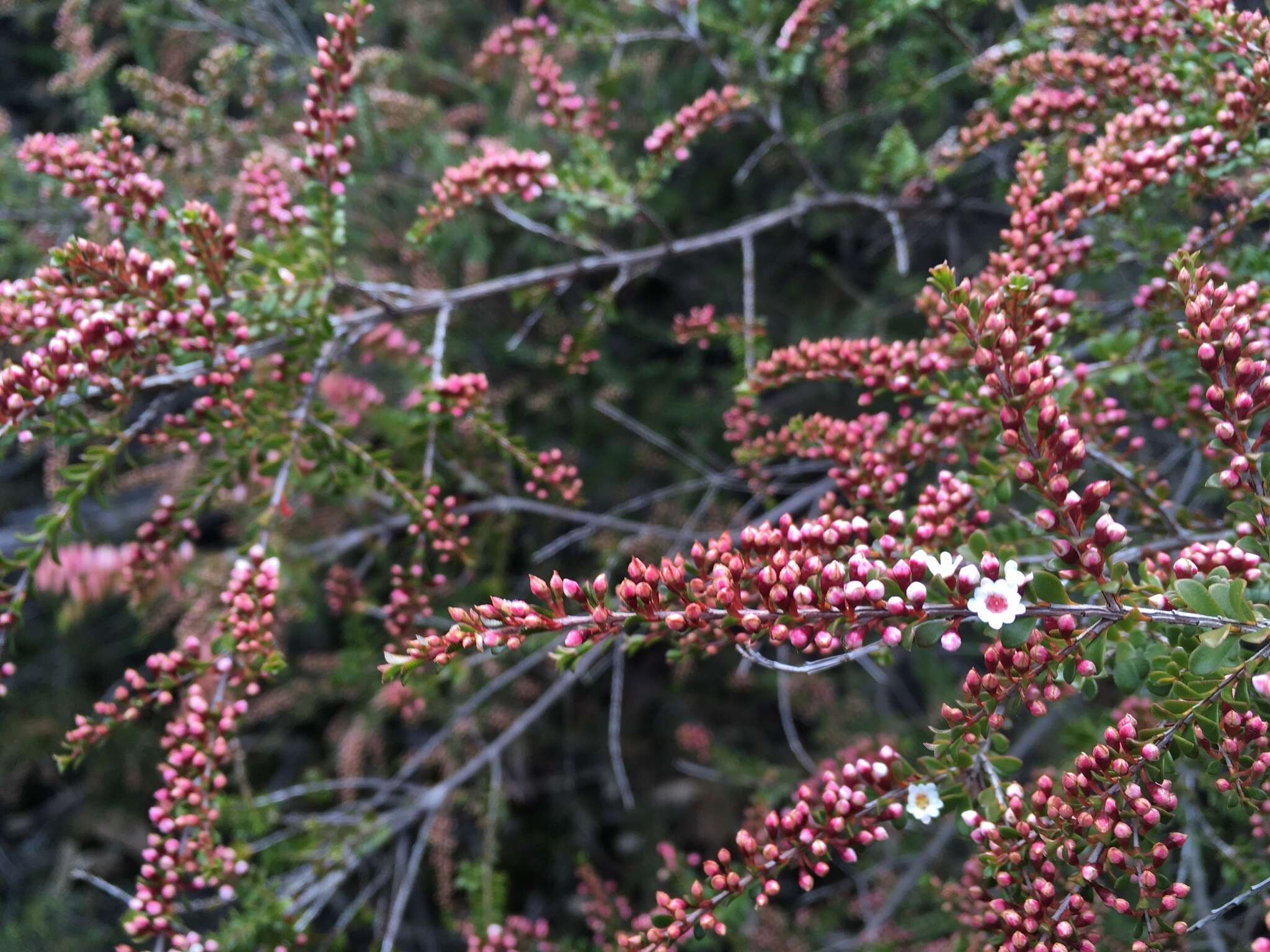 Thryptomene calycina (Lindley) Stapf resmi