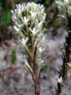 Image of Fringe Falseslugwort
