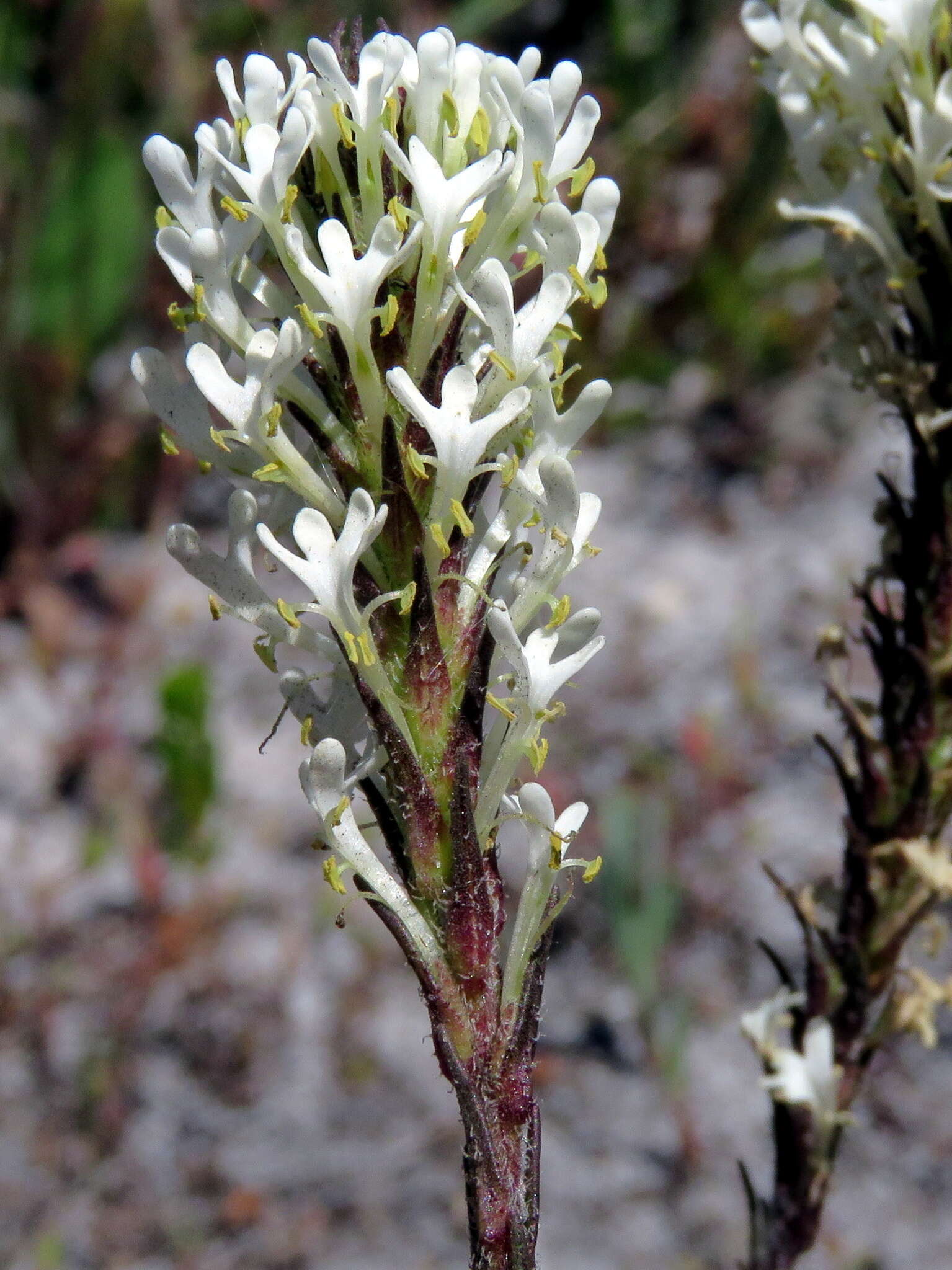 Image of Fringe Falseslugwort