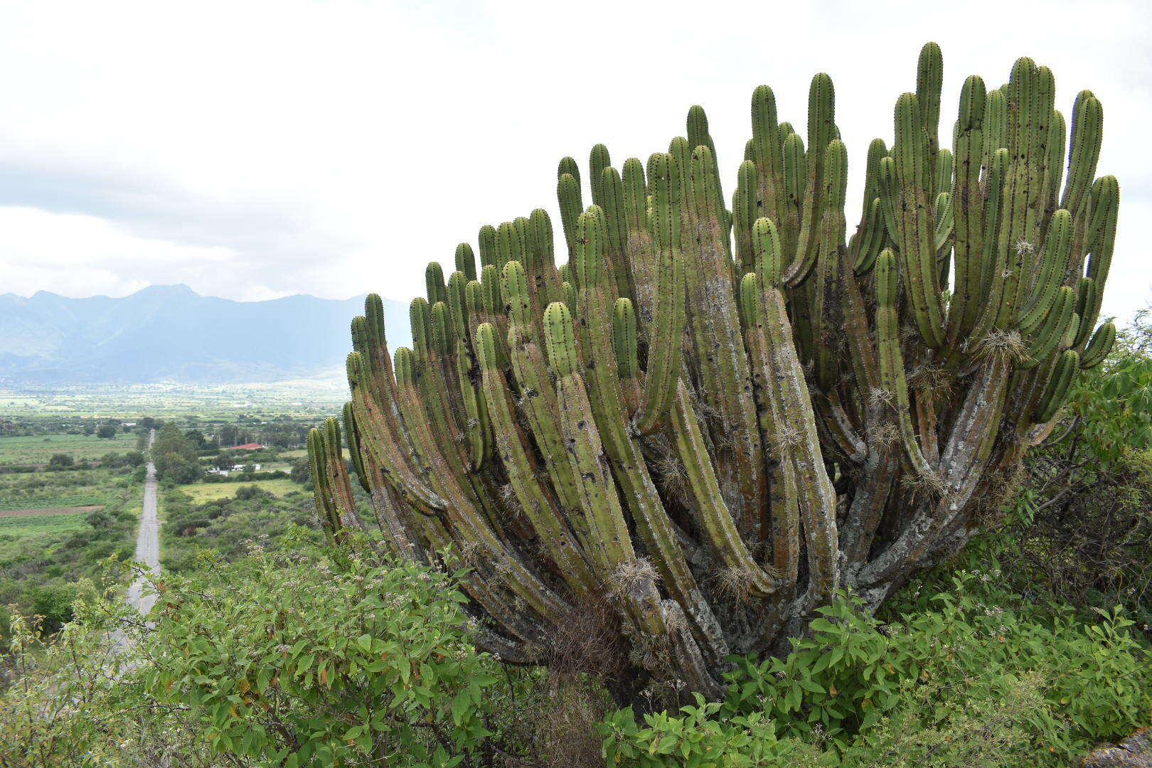 Image of Myrtillocactus schenckii (J. A. Purpus) Britton & Rose