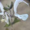 Image of Salvia garipensis