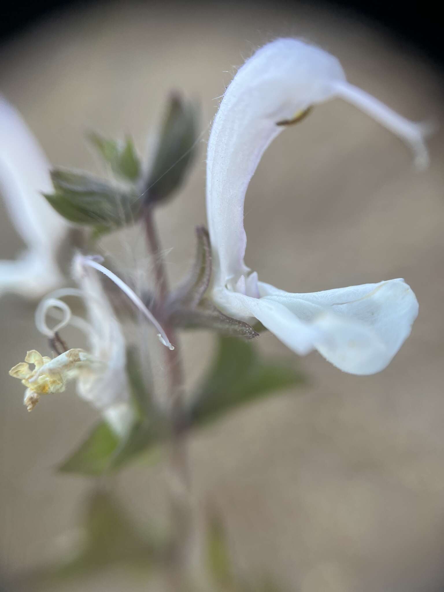 Слика од Salvia garipensis