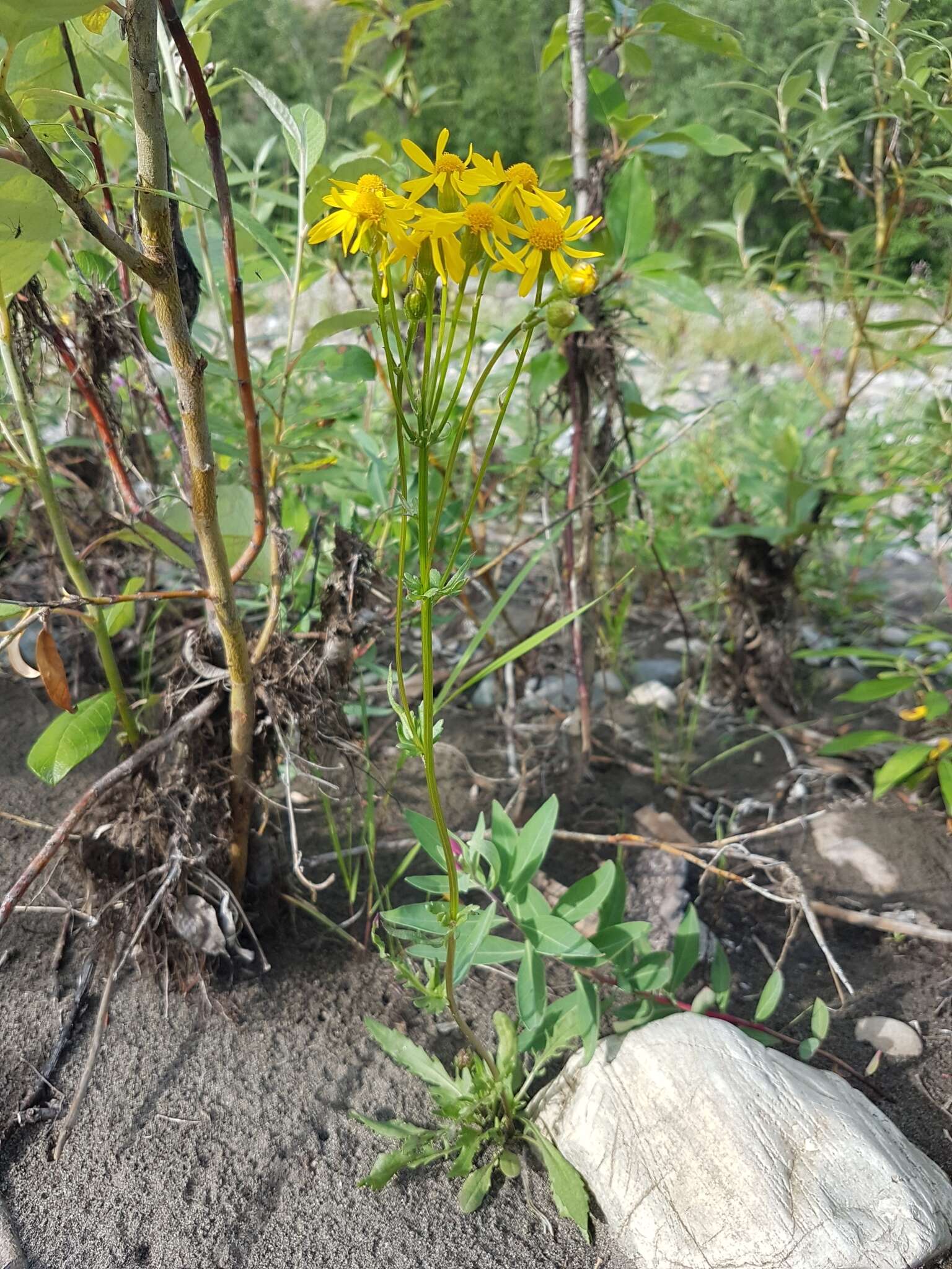 Image of Rayless Mountain Groundsel