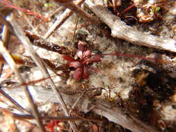 Image de Stylidium schizanthum F. Müll.