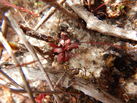 Image of Stylidium schizanthum F. Müll.