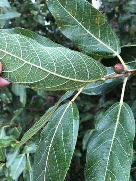 Image of Ficus opposita Miq.