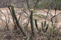 Image of Echinopsis quadratiumbonata (F. Ritter) D. R. Hunt