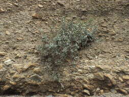 Image of Dyerophytum indicum (Gibs. ex Wight) O. Kuntze