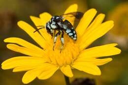 Thyreus caeruleopunctatus (Blanchard 1840) resmi