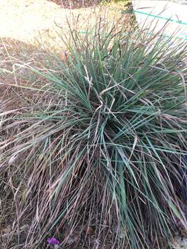 Image of lemon grass