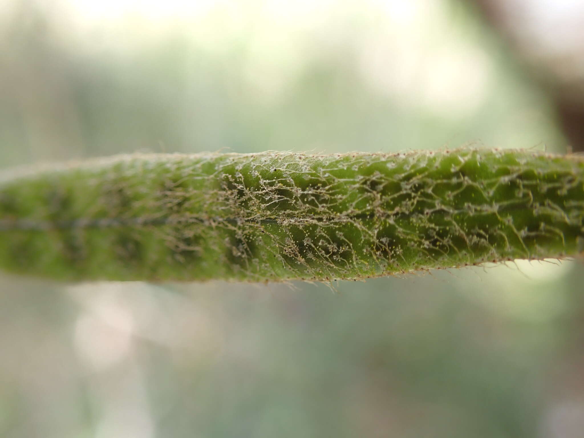 Слика од Microgramma piloselloides (L.) Copel.