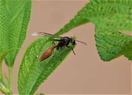 Слика од Polybia dimidiata (Olivier 1791)