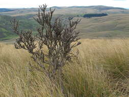 Sivun Carmichaelia crassicaulis subsp. crassicaulis kuva