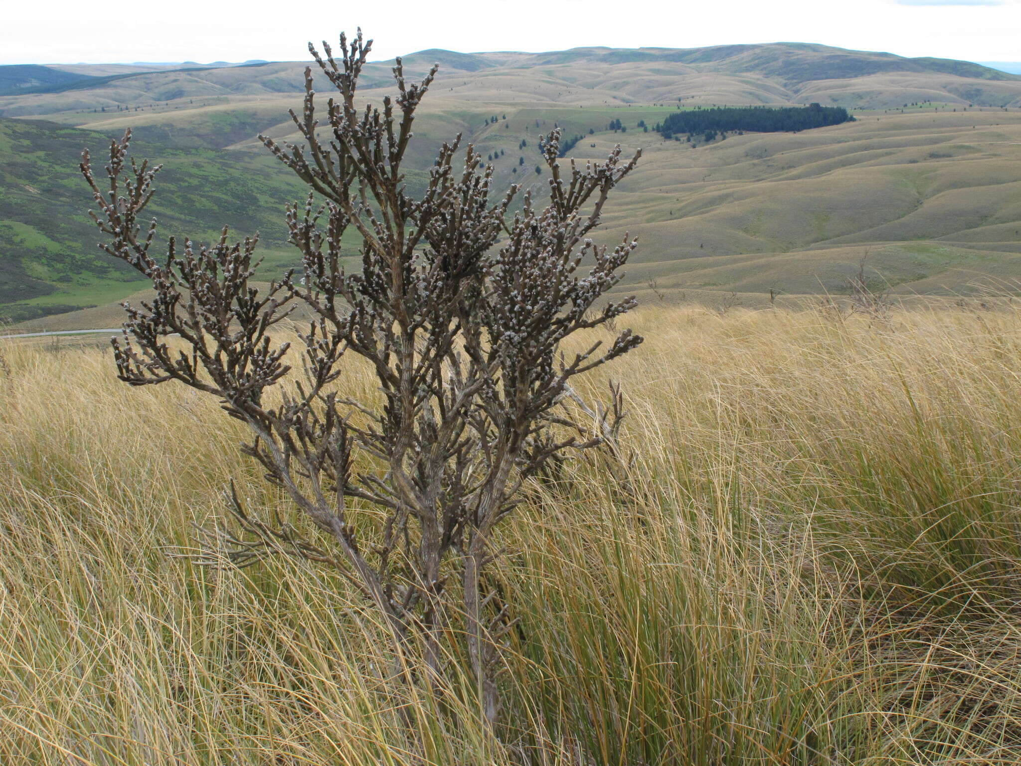 Image of Carmichaelia crassicaulis subsp. crassicaulis