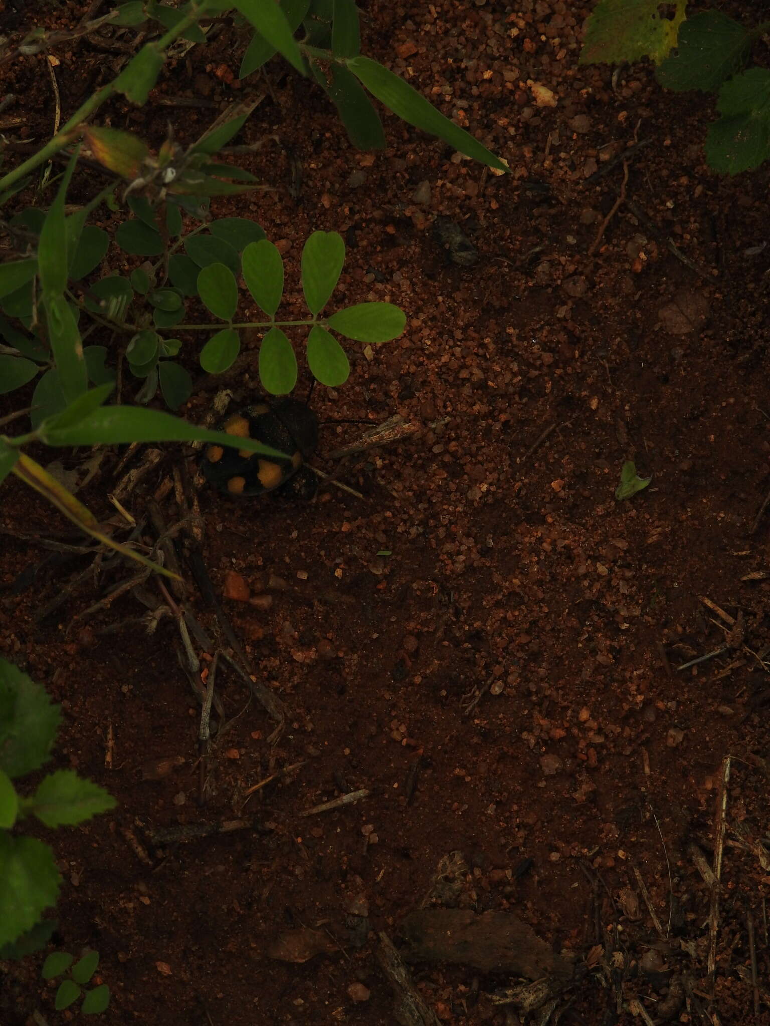 Image of Therea regularis Grandcolas 1993