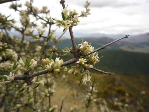 Imagem de Olearia bullata H. D. Wilson & P. J. Garnock-Jones