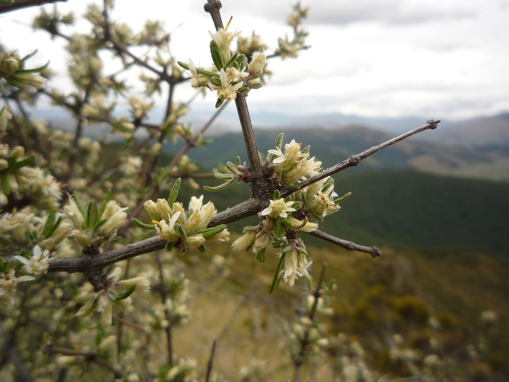 Image of Olearia bullata H. D. Wilson & P. J. Garnock-Jones