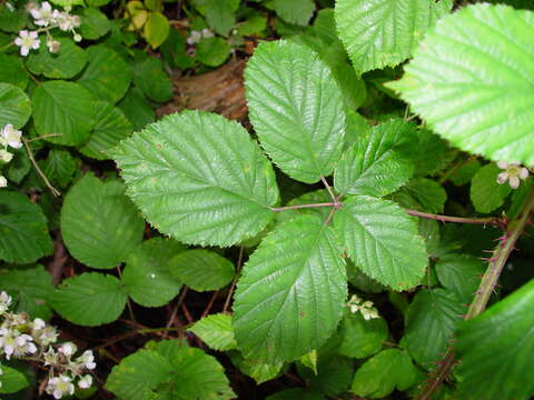 Sivun Rubus elegantispinosus (Schumacher) H. E. Weber kuva