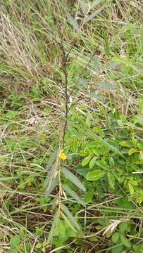 Image of Chamaecrista capensis (Thunb.) E. Mey.