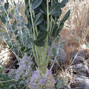 Imagem de Astragalus oleaefolius DC.