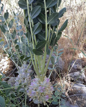 Image of Astragalus oleaefolius DC.