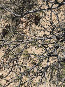 Plancia ëd Mimosa aculeaticarpa Ortega