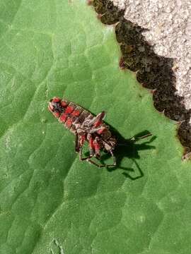 Acinocoris resmi