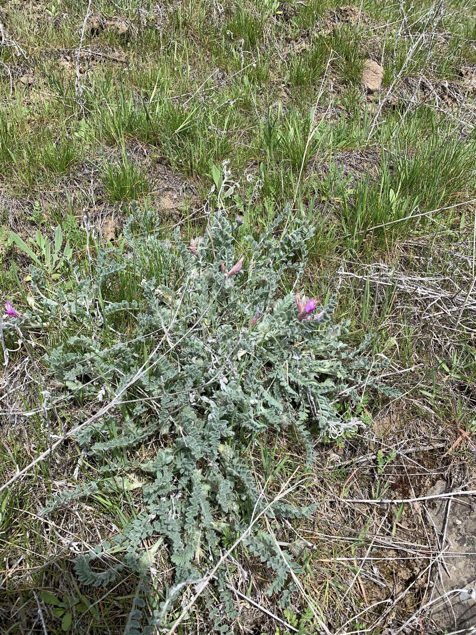 Image of bent milkvetch