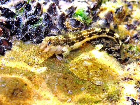 Image of Adriatic blenny