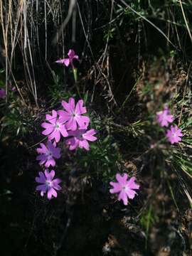 Imagem de Phlox speciosa Pursh