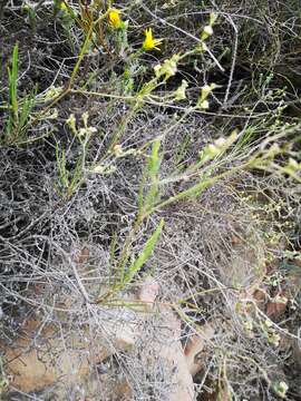 Image of Centella thesioides