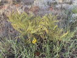 Plancia ëd Senna pleurocarpa var. angustifolia