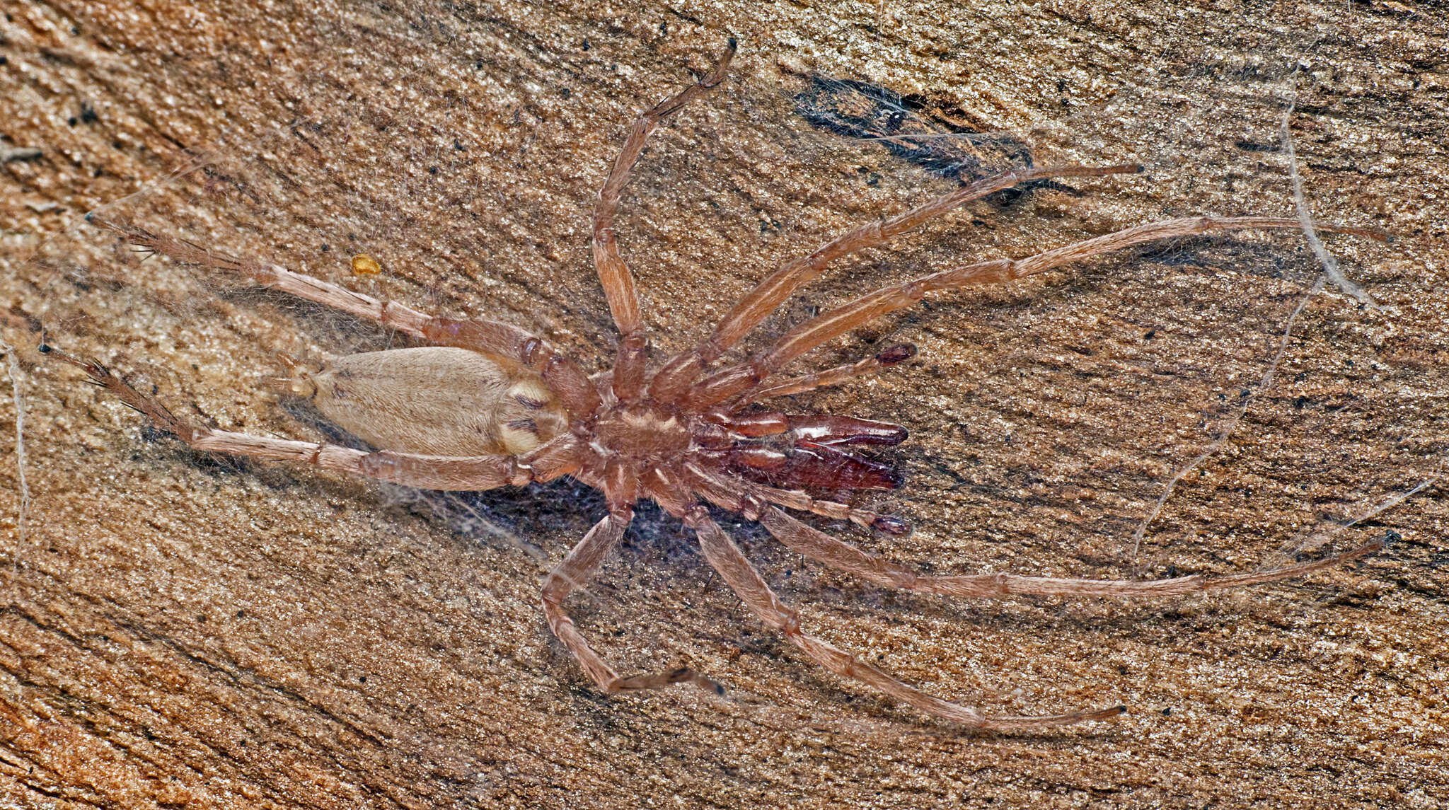 Image of Clubiona cycladata Simon 1909