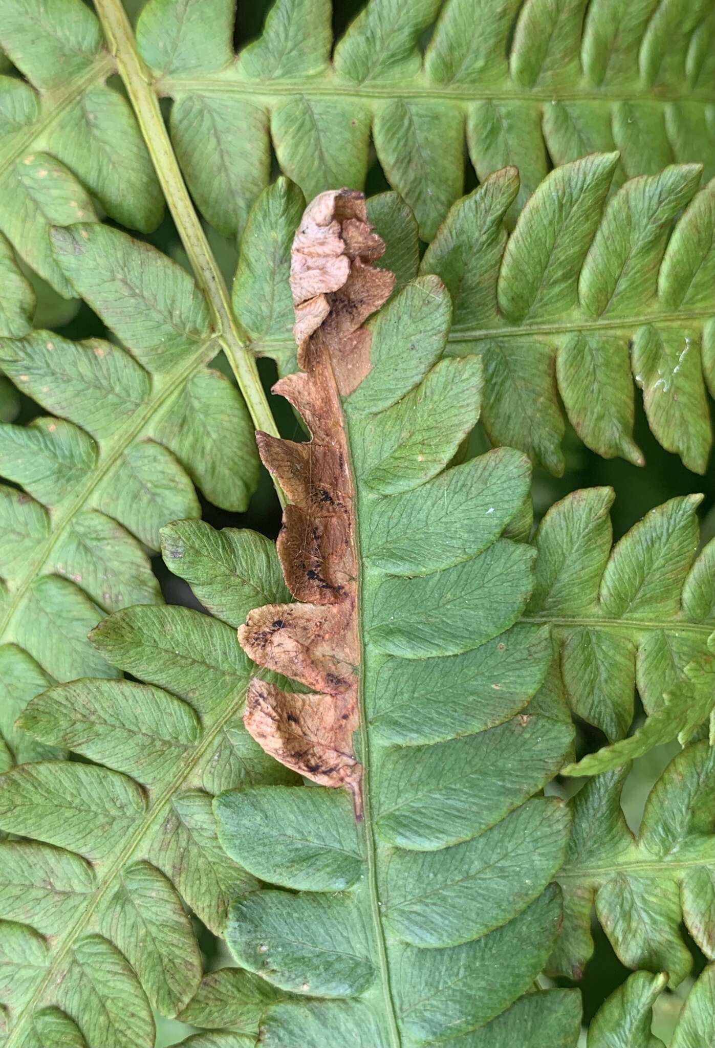 Image of Chirosia filicis (Huckett 1949)