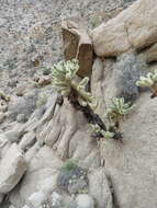 Image of teddybear cholla