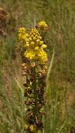 Image of Bulbine angustifolia Poelln.