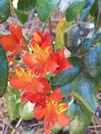 Image of Alstroemeria ligtu subsp. simsii (Spreng.) Ehr. Bayer