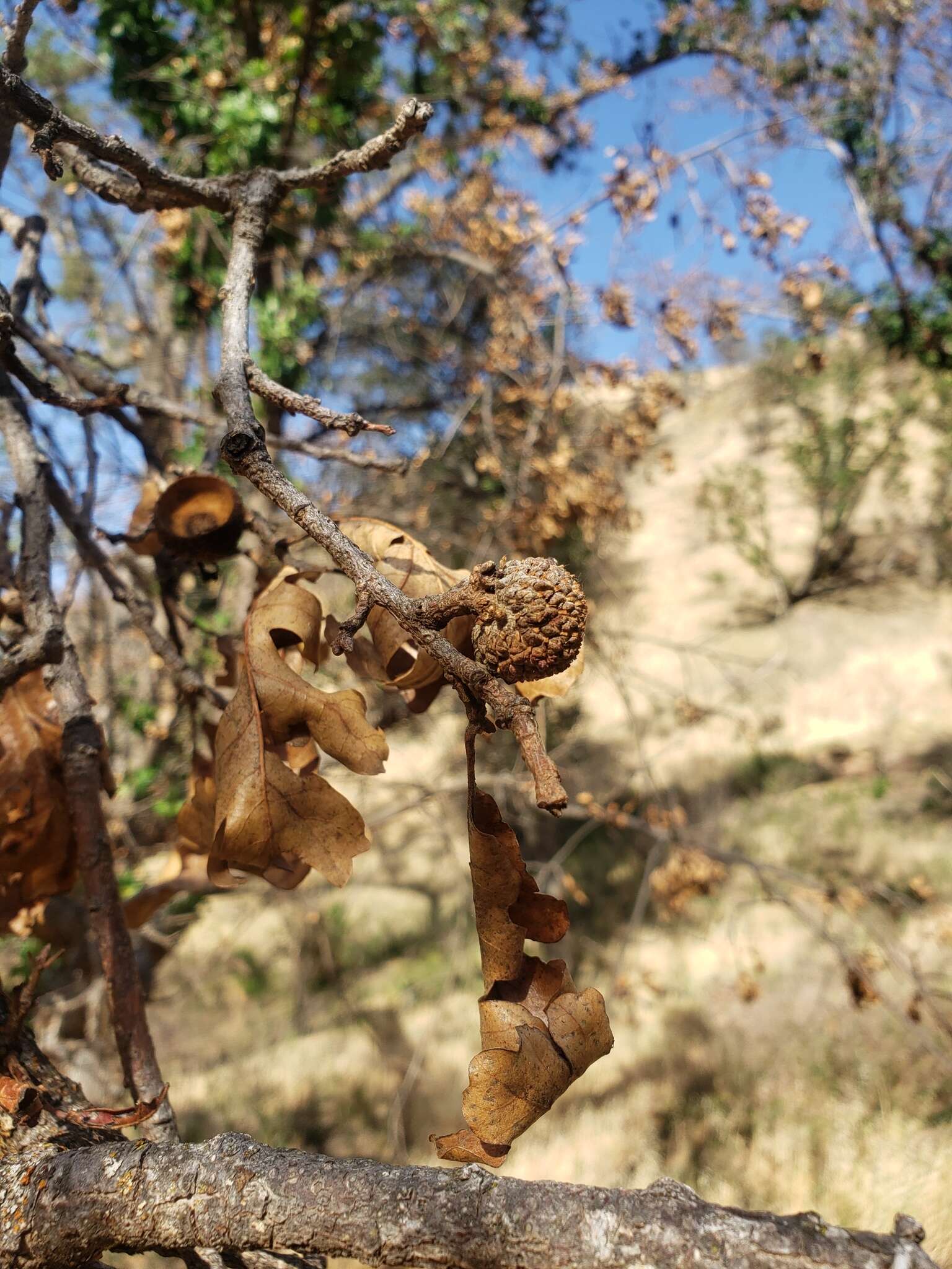 Imagem de Quercus jolonensis Sarg.