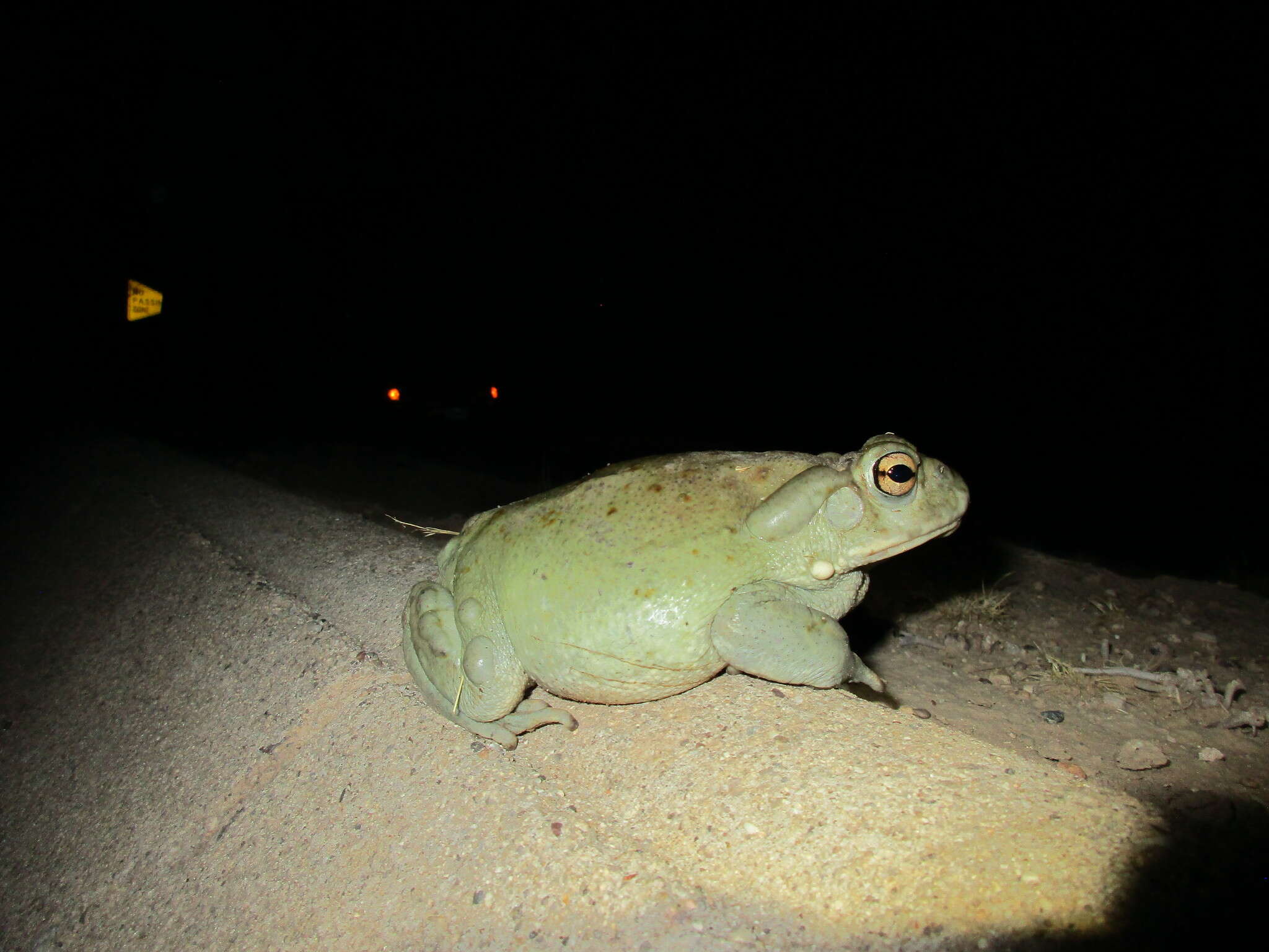 Image of Colorado River Toad Sonoran Desert Toad