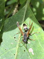 Image of Polistes pacificus Fabricius 1804