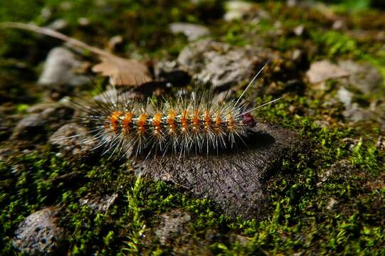 Image of <i>Lemyra imparilis</i>